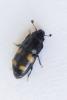 Glischrochilus quadrisignatus